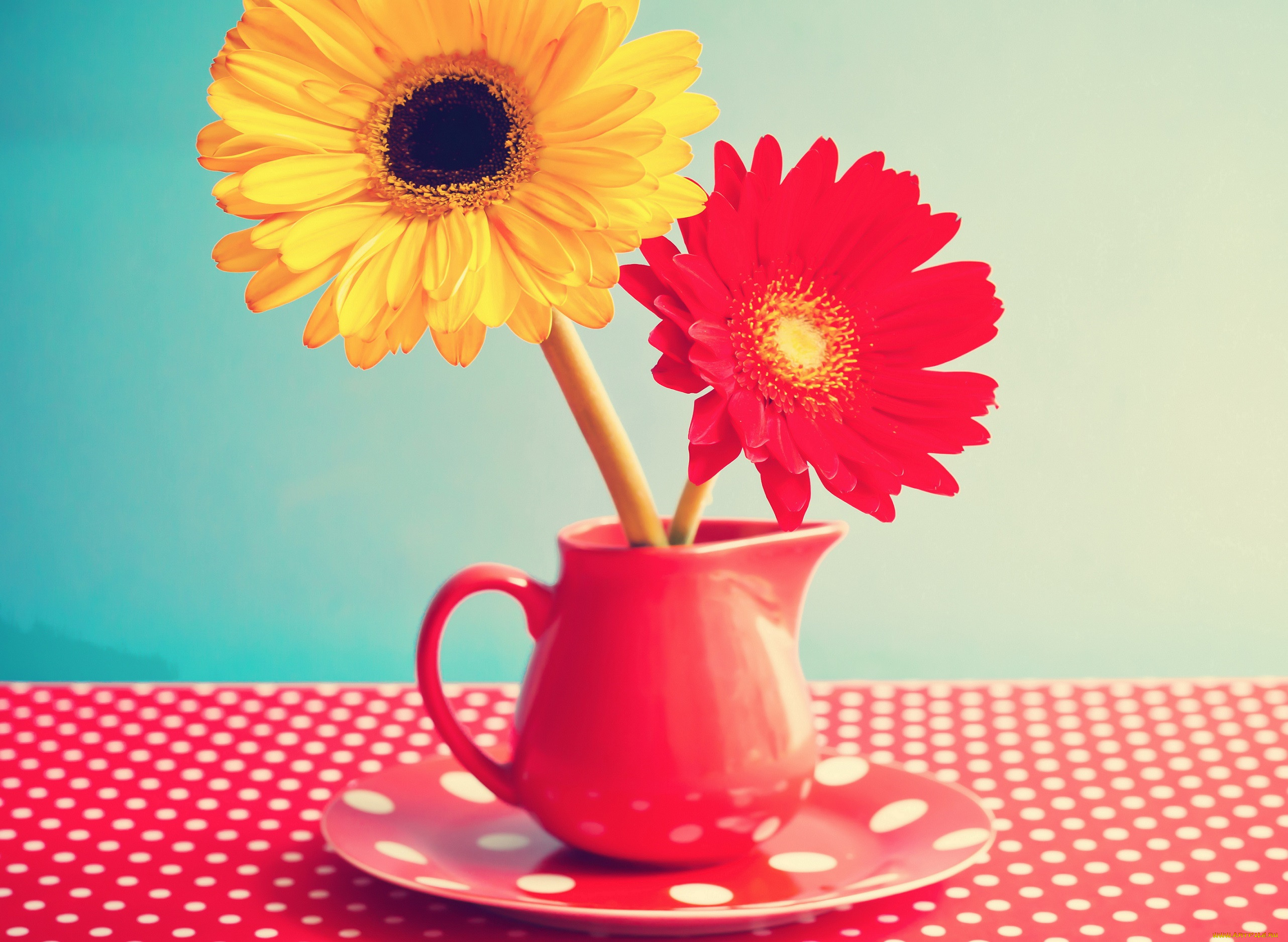 , , vintage, gerbera, flowers, , , 